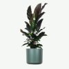 Calathea Rufibarba